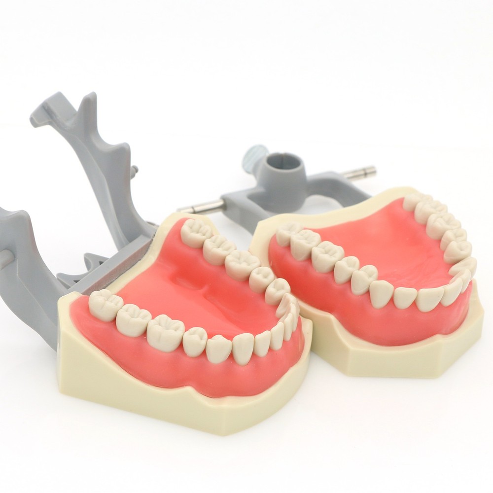 US Columbia Dentoform 860 Type Dental Typodont Model 32pcs Removable Teeth Model