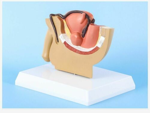 Male Pelvis Anatomy Model Testis Prostate Urinary System Teaching Educational