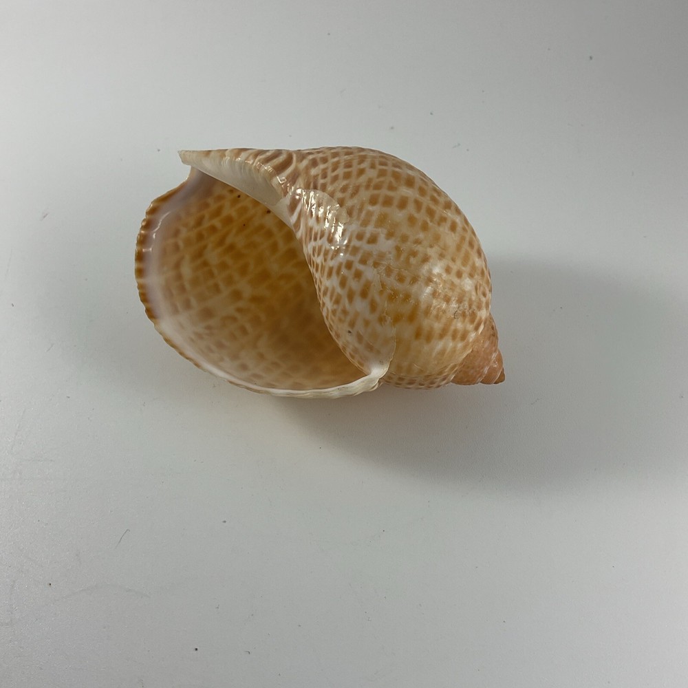 Tonna perdix Pacific Partridge Tun 82mm shell