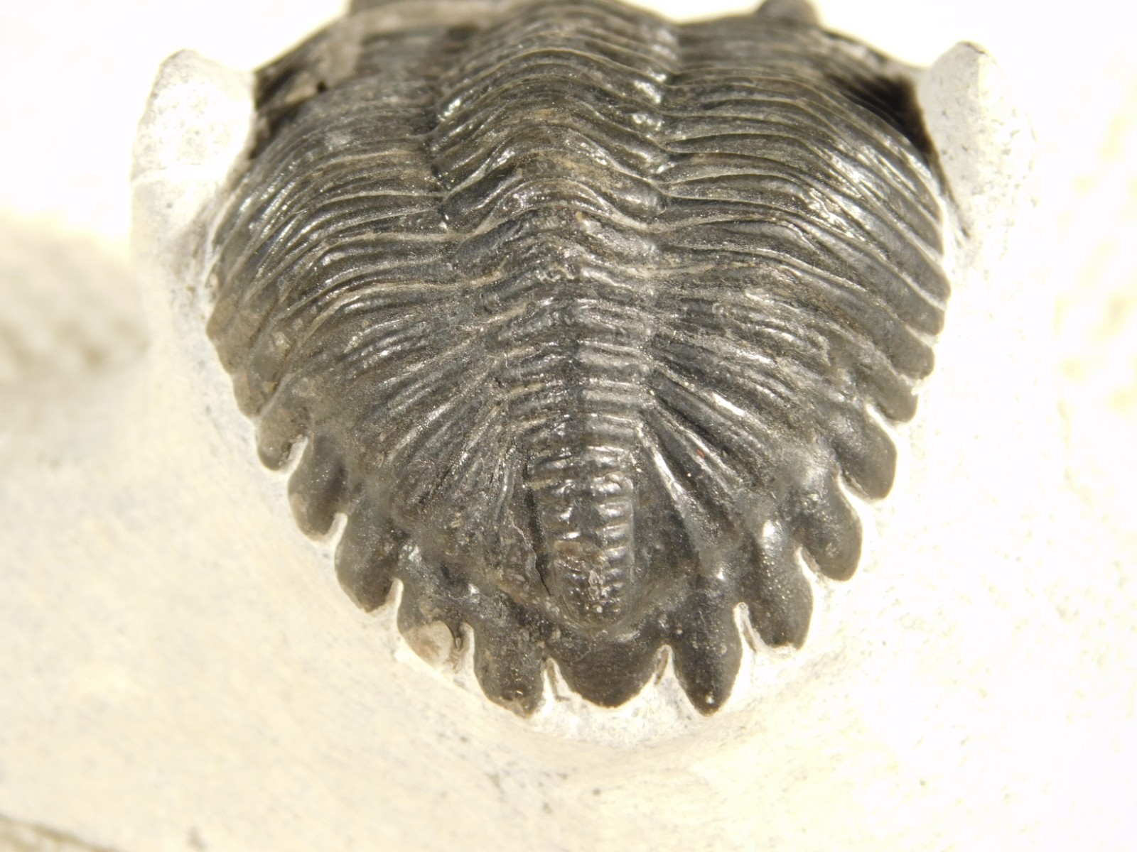 Enrolled! Hollardops TRILOBITE Fossil Nice and 100% Natural Morocco 208gr