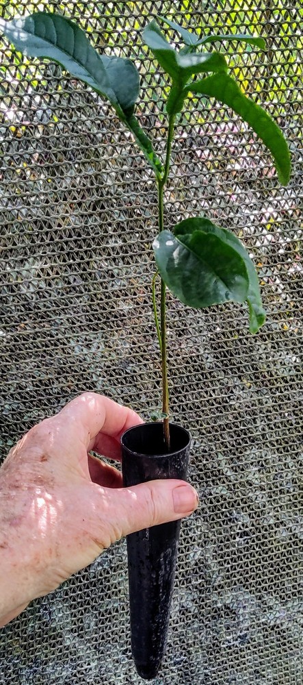 2-Live Trees Ice Cream Bean Tree 2-live Trees*