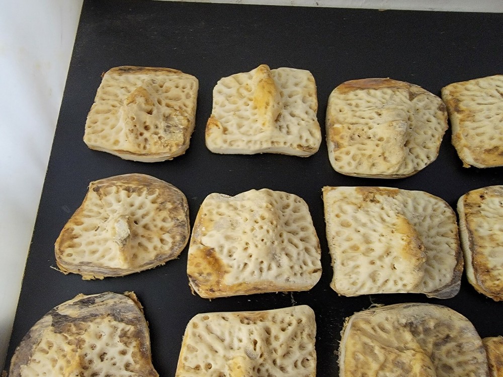 Gator Alligator Back Scute bone bones Bony scutes croc weird Osteoderms