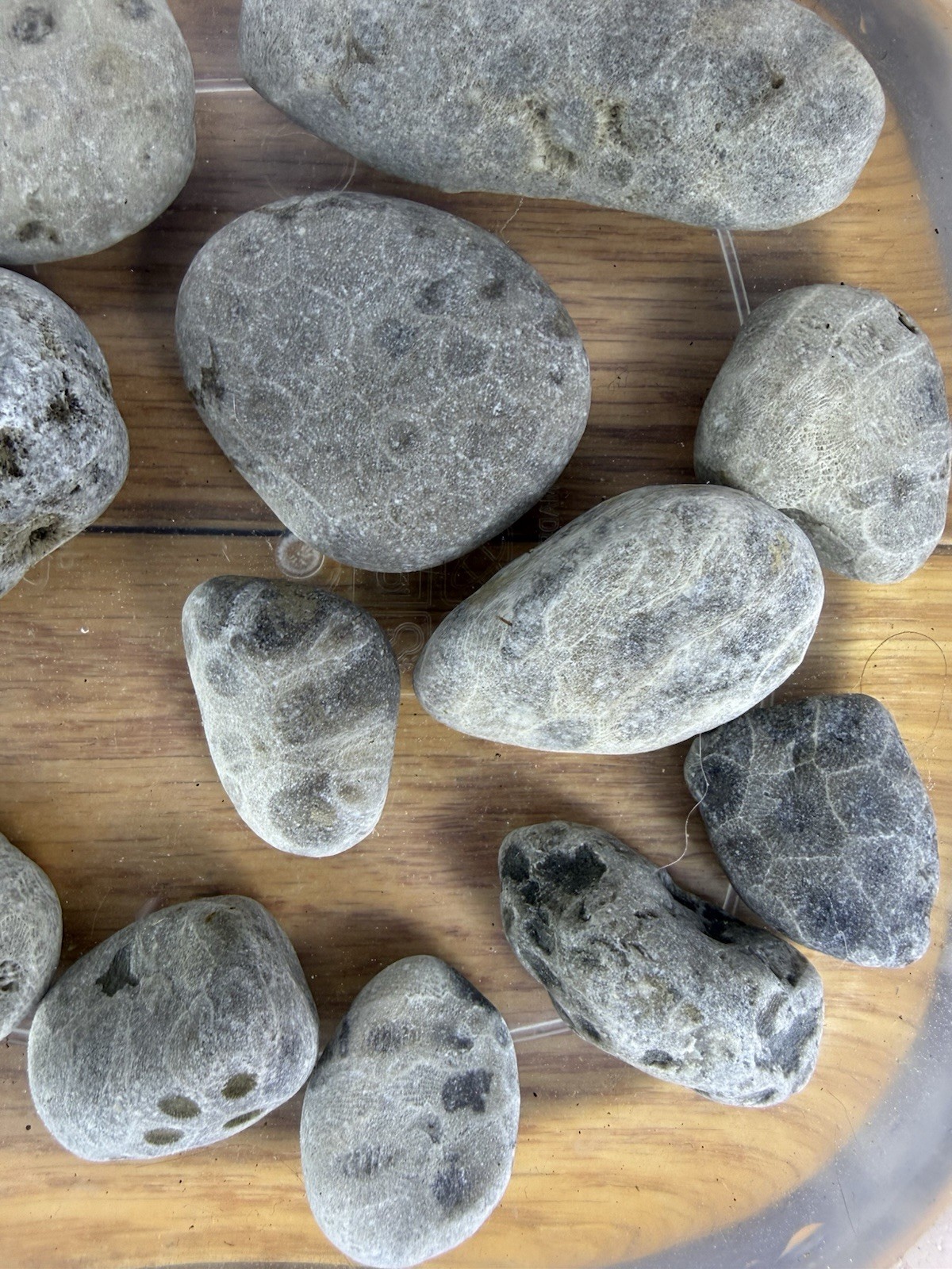 Lot 12 Petoskey Stones Unpolished 1 Lb Lake Michigan Coral Fossil Craft Jewelry
