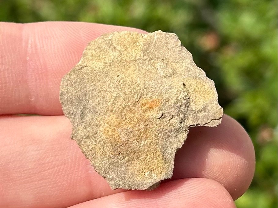 Alabama Fossil Starfish Cast Mississippian Age Bangor Limestone Formation