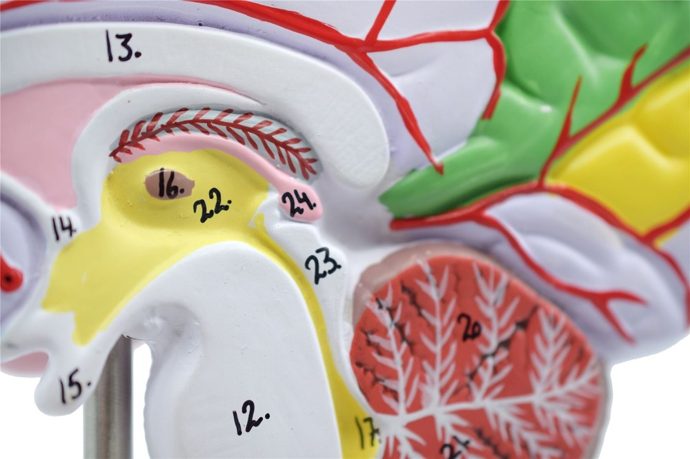 Eisco Labs Human Half Brain Model - Life Size, Cross Section - Color Coded