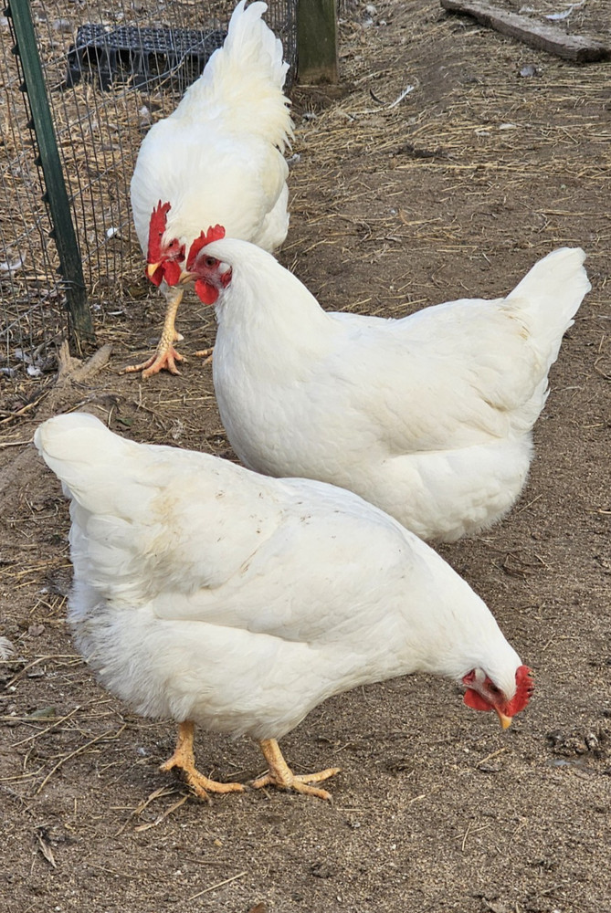 12 Rhode Island White  Hatching Eggs
