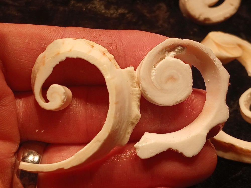 Shell Spiral Slices Lot