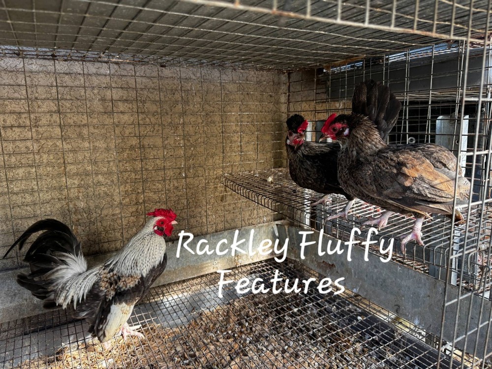 12 Kikiriki Hatching Eggs