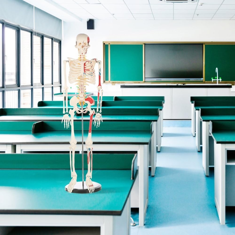 Articulated 33" Human Skeleton Model - Scientific Study, Numbered Muscle Points