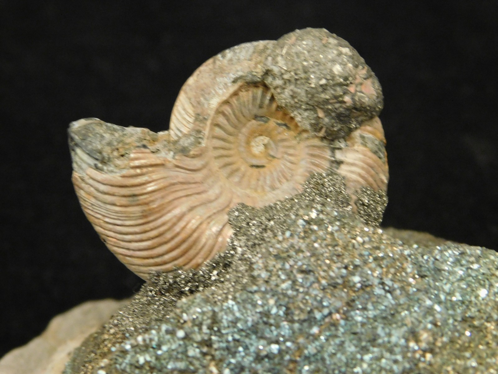 IRIDESCENT AMMONITE Fossil on Rainbow PYRITE! Volga River Saratov Russia 68.8gr