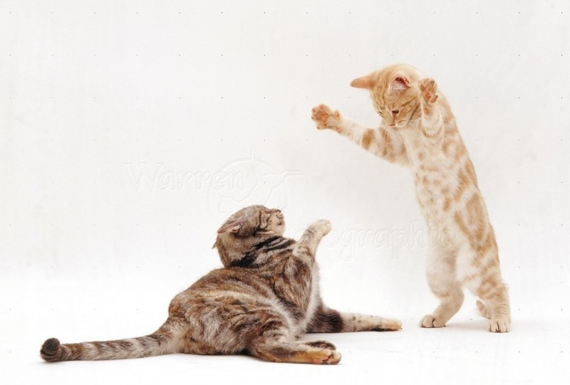 itch relief for cats - CAT ALLERGY RELIEF - ADVANCED - cod for cats