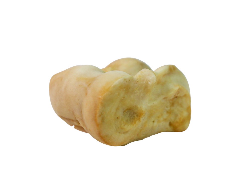 Five (5) Deer Knuckle Bones: Four-Sided (1137-32) Y2L