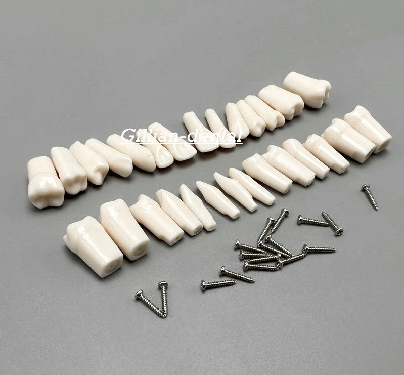 Dental Replacement Screw-in Teeth Typodont Model Practice Removable Tooth Models