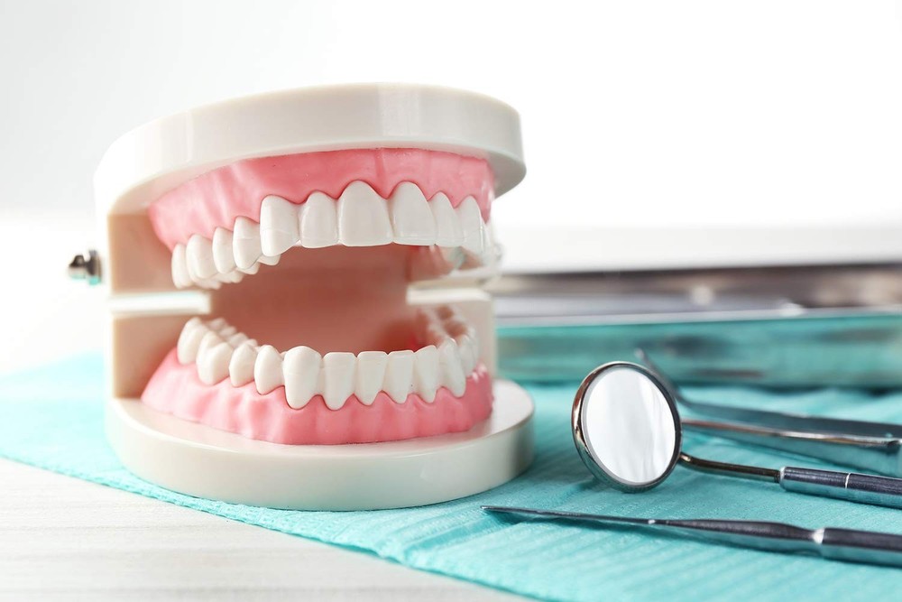 Standard Teeth Model for Kids - Includes Wrenches & Non-Removable Teeth