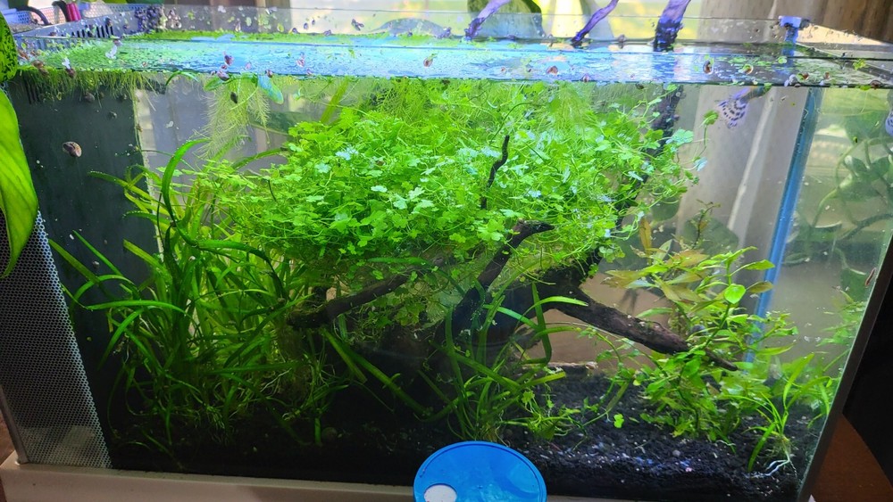 Aquatic Plant Pack (Low Tech)
