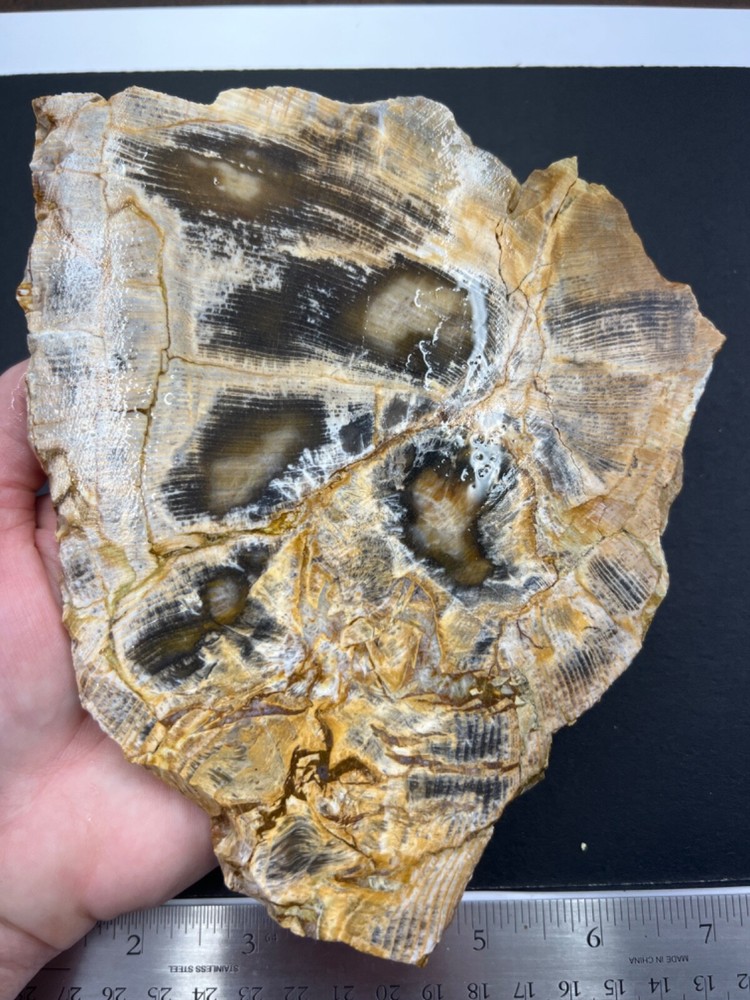 Fossilized wood Opalized slab 388 grams
