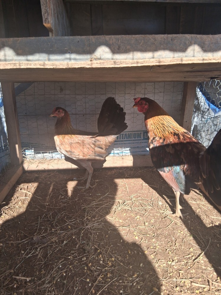 6 Hennys Pure Hatching Eggs