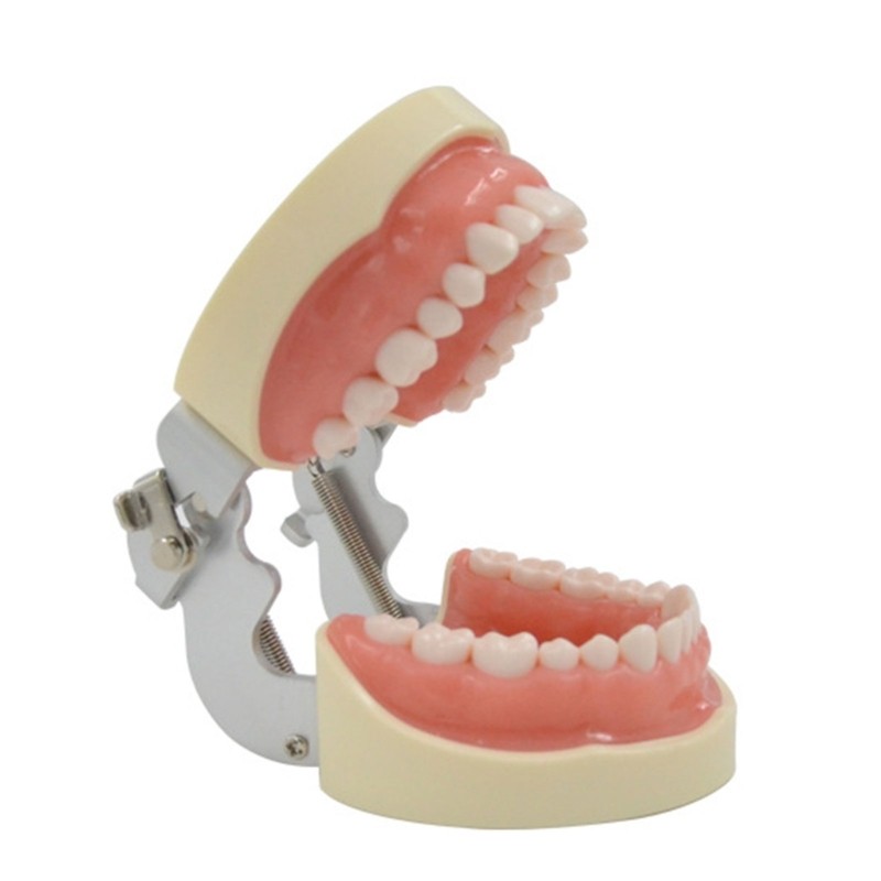 Teeth Model Teaching Model Soft Gums Removable 32 Teeth, for Dentistry Students