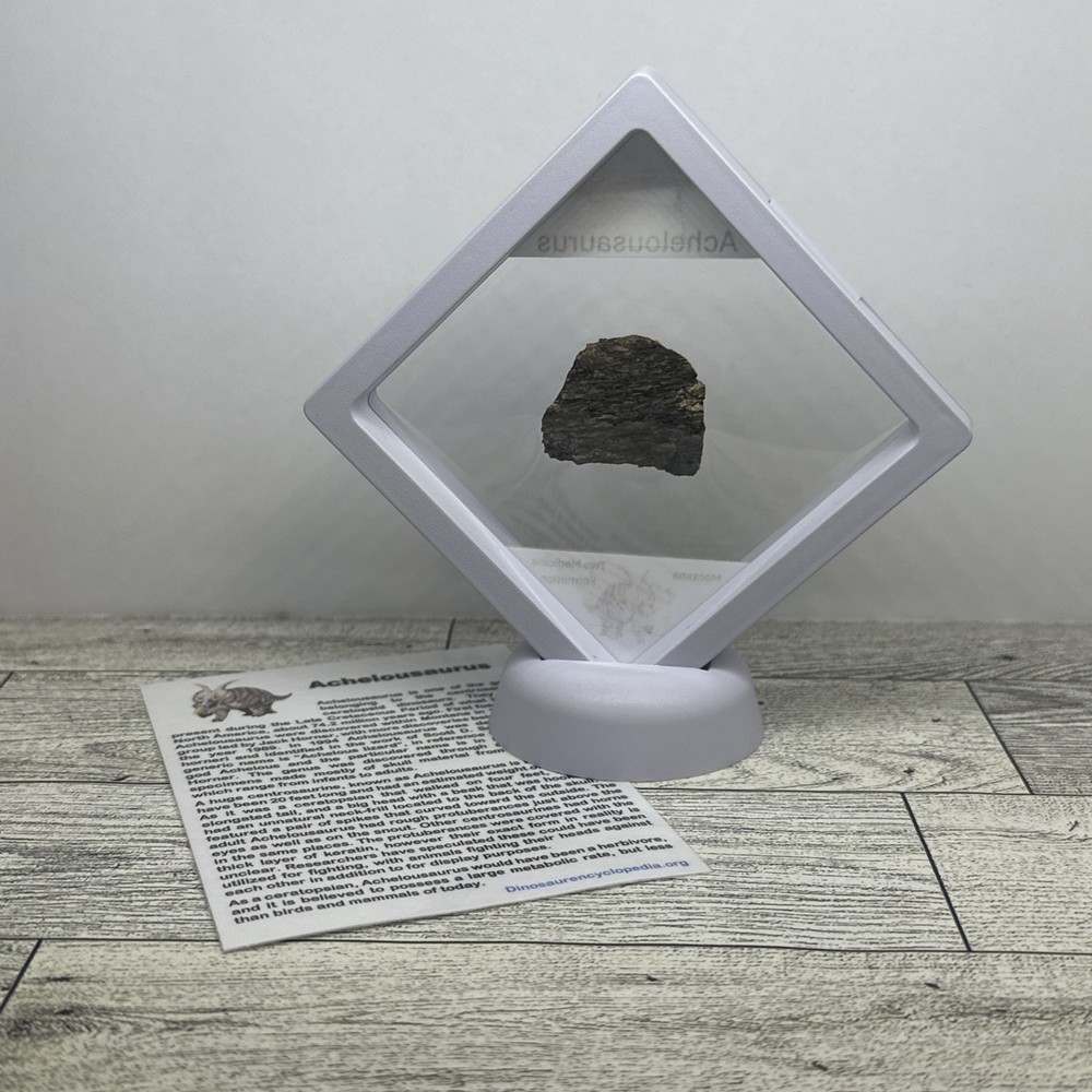 Achelousaurus Extinct Ceratops Dinosaur Bone Fossil in Display Case