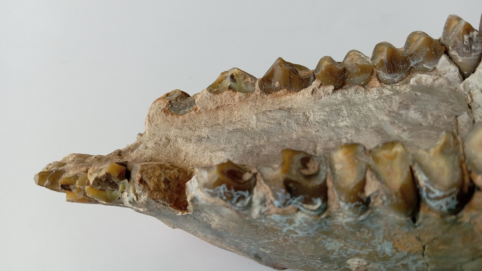 Camel Jaw Teeth Fossil From Badlands South Dakota