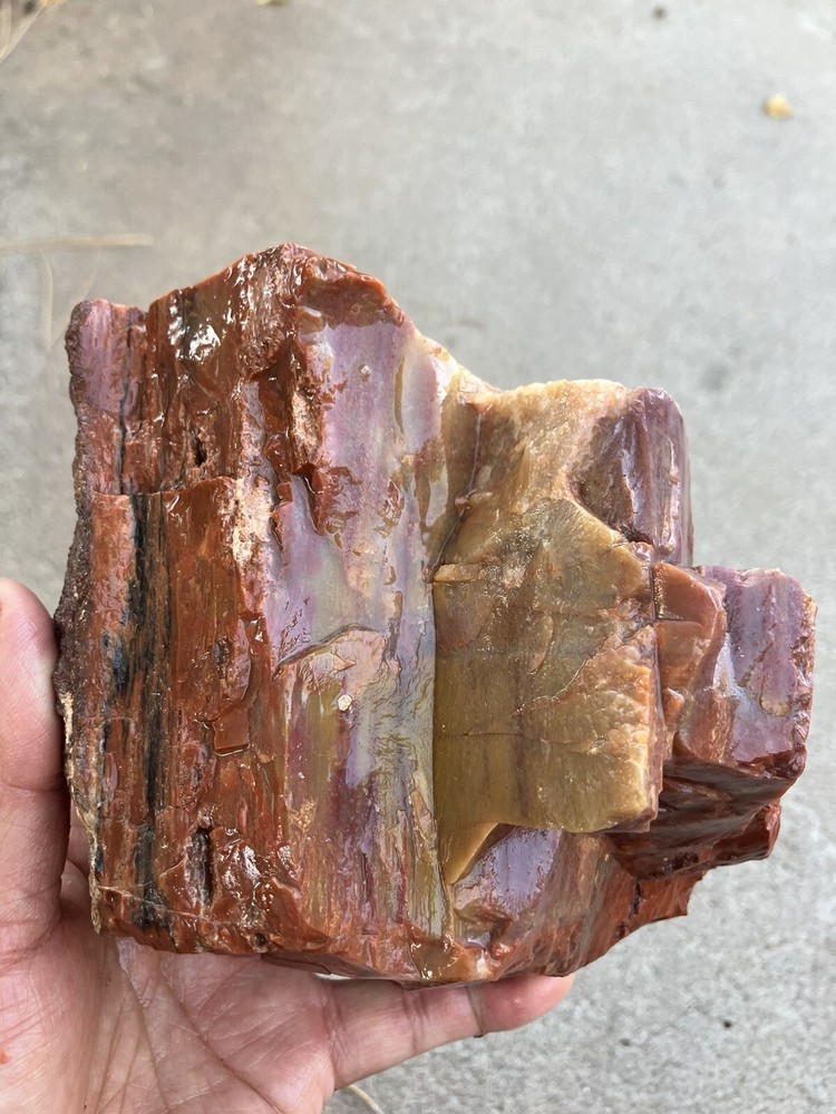Arizona Petrified Wood