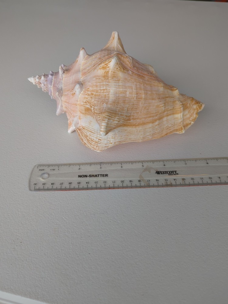 Queen Conch 8.75 inches