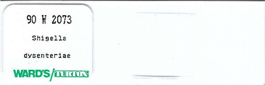 Shigella dysenteriae Microscope Slide