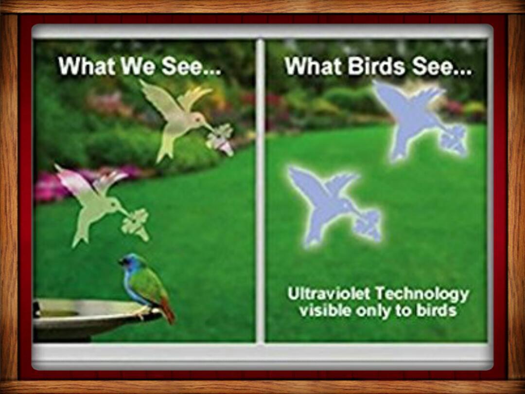 WINDOW ALERT ANTI-COLLISION CLINGS DECALS PREVENT WINDOW STRIKES SAVE BIRDS
