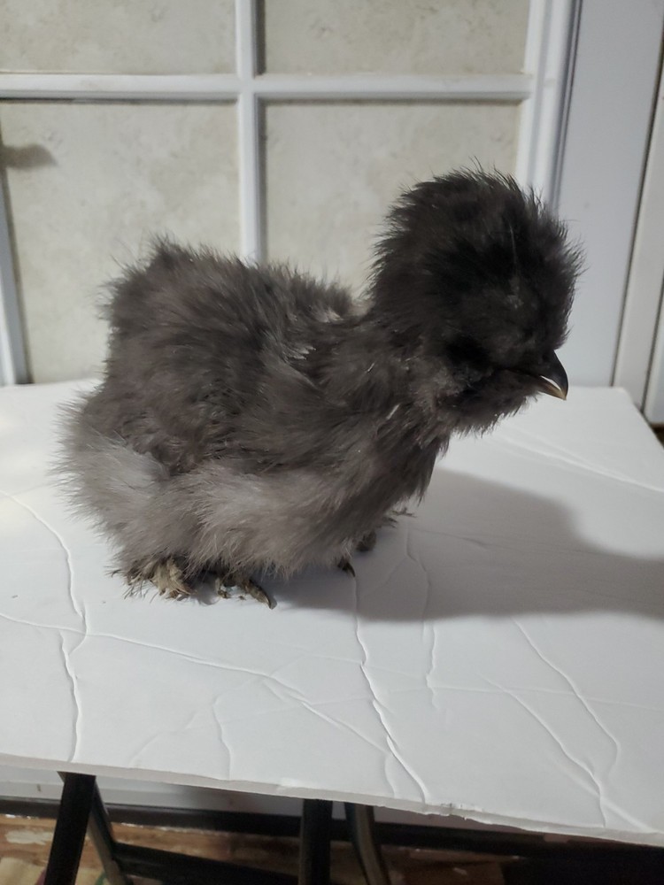 Silkie Hatching Eggs 8