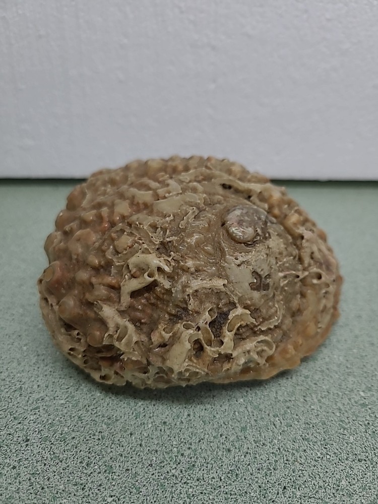 Large Antique Sea Shell