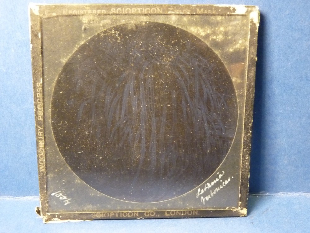 Magic Lantern Plant Antique