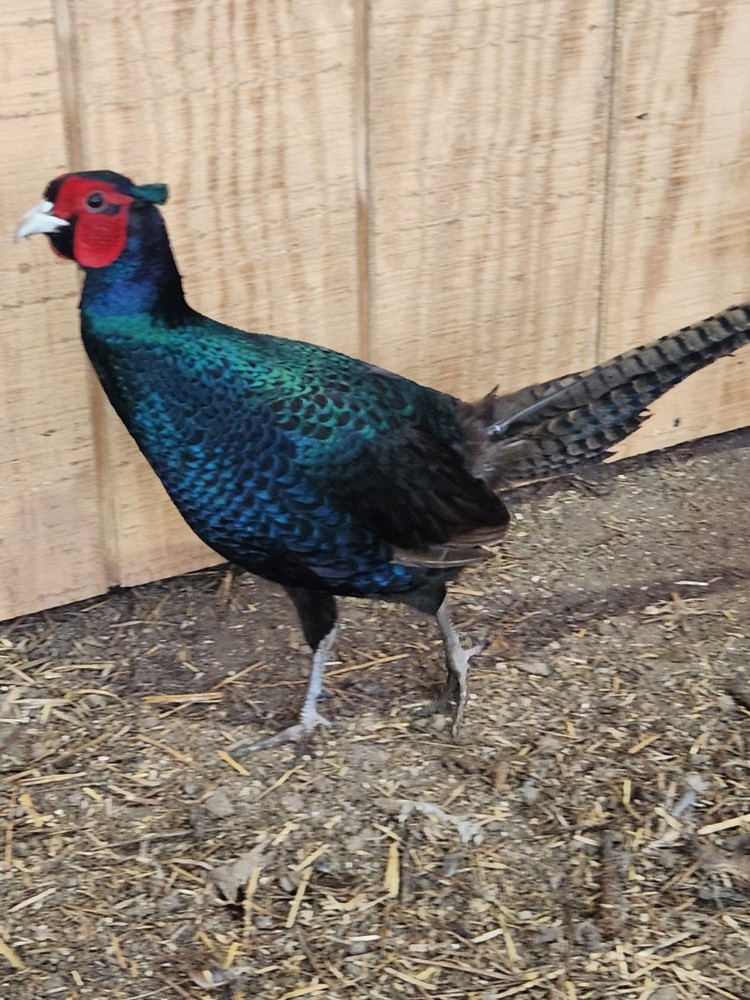 12 Plus 2 Melanstic Ringneck Pheasant hatching eggs