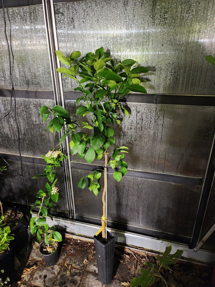 Meyer Lemon Tree -  36-48in Tall - ORGANIC