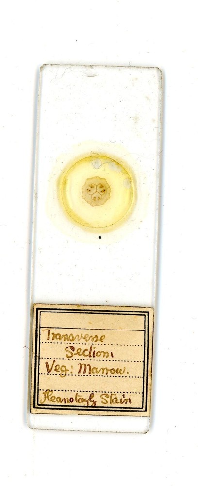 Antique glass Microscope slide Transverse Section Veg Marrow sample #34