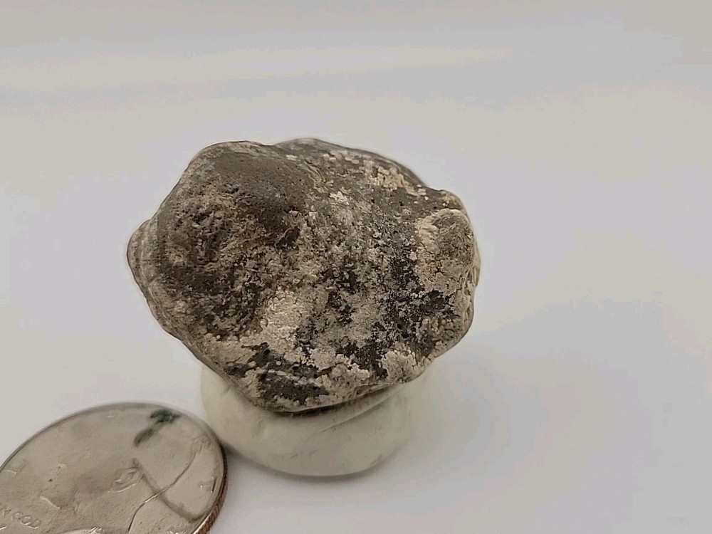 Real Permineralized Reptile Egg Fossil