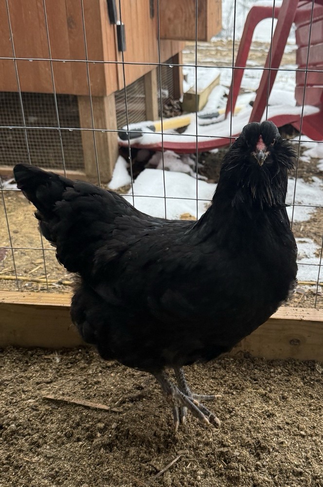 Ameraucana Hatching Eggs 6+