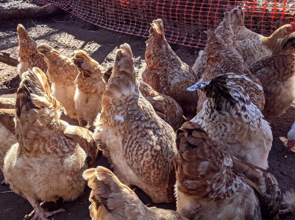 Lemon Cuckoo Niederrheiner 10+ Hatching Eggs