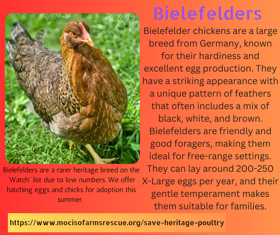 Bielefelder Kennhuhn 5+ Hatching Eggs