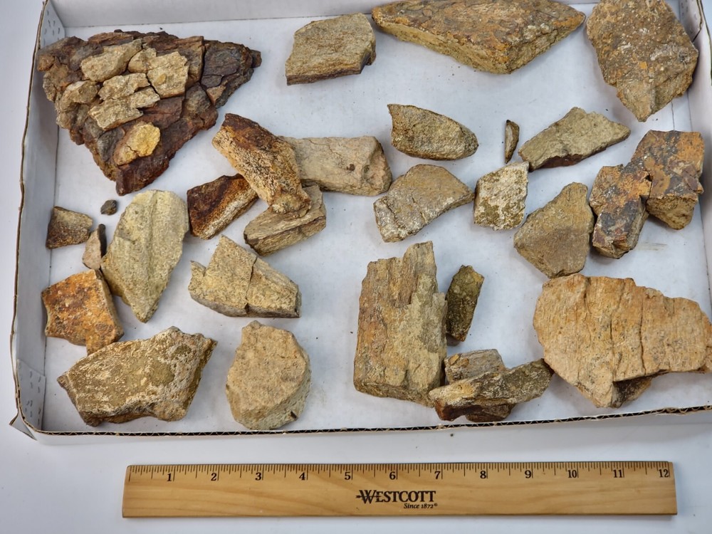 Lance Formation Dinosaur Bone Projects (Triceratops Frill?) - WY