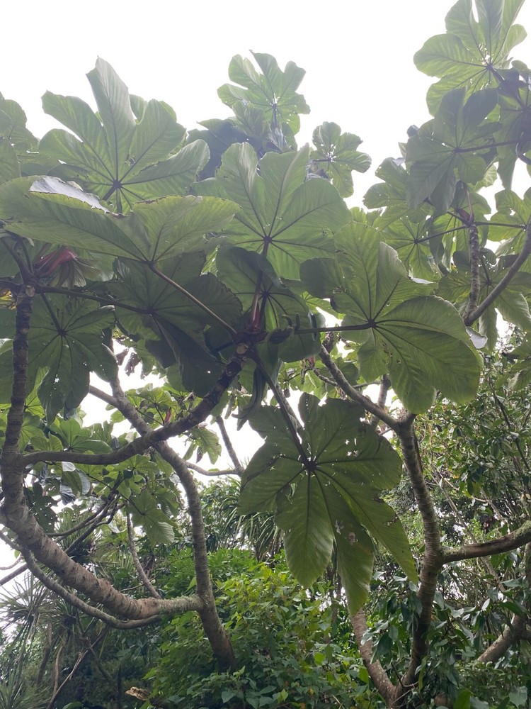 Cecropia gabrielis - 50 seeds