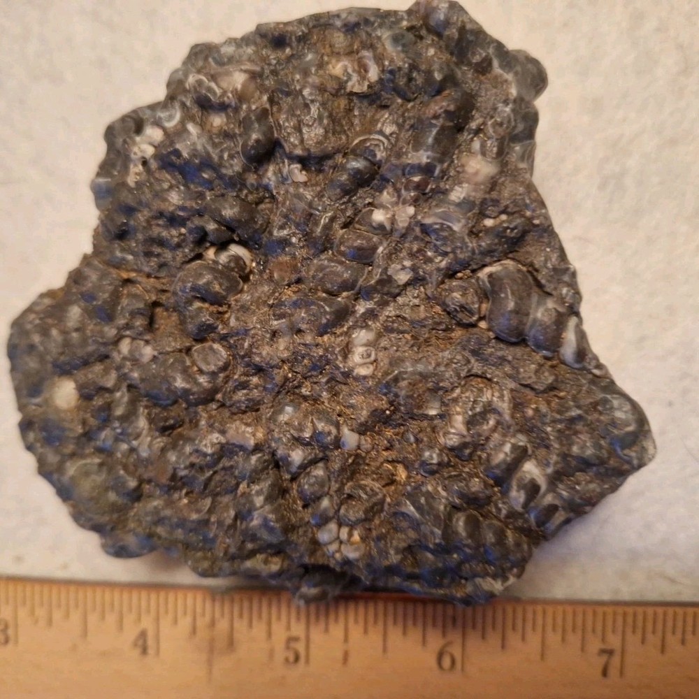 Nice Turritella agate Fossil Specimen