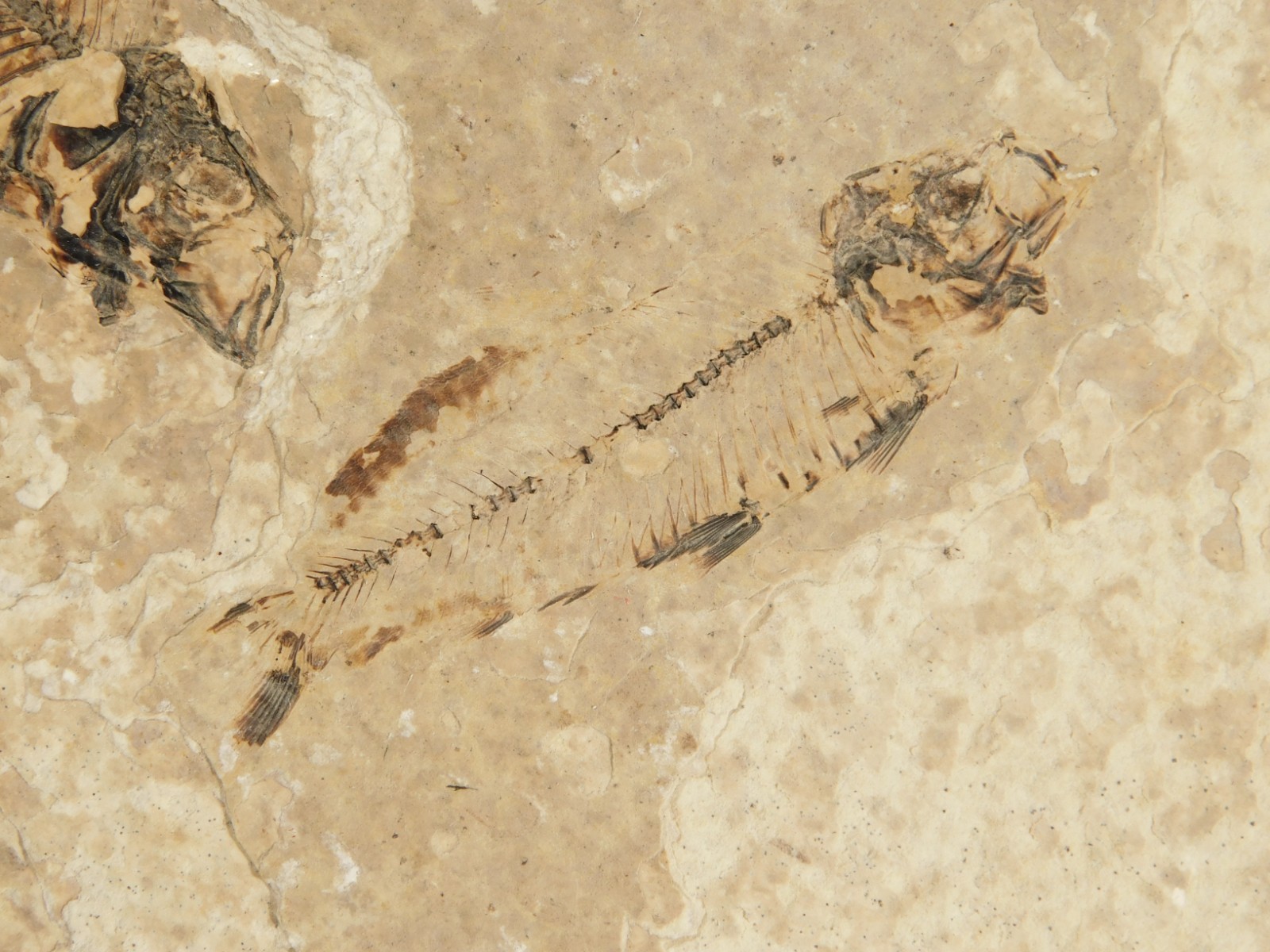 Rock AQUARIUM THREE! 100% Natural Knightia FISH Fossils From Wyoming! 291gr