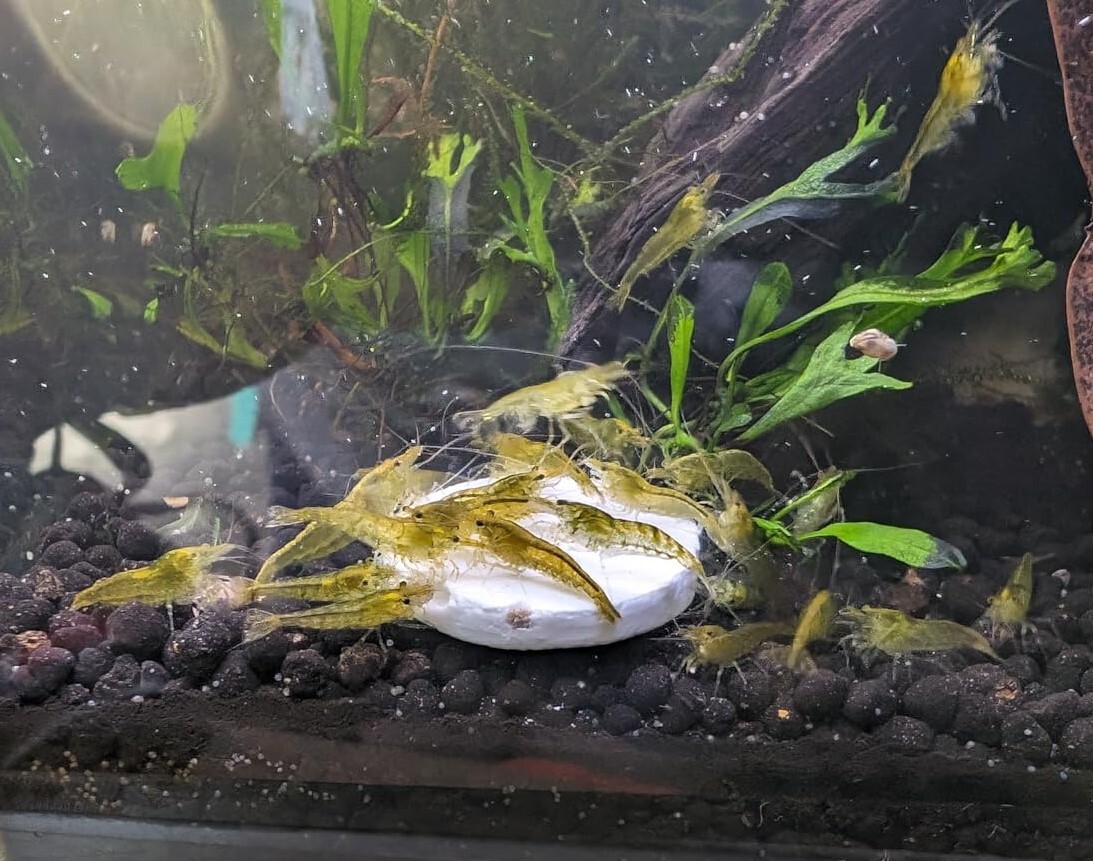 Calcium Feeder Stars & Shells for Shrimp, Snails, Crabs, Crayfish, Tropical Fish