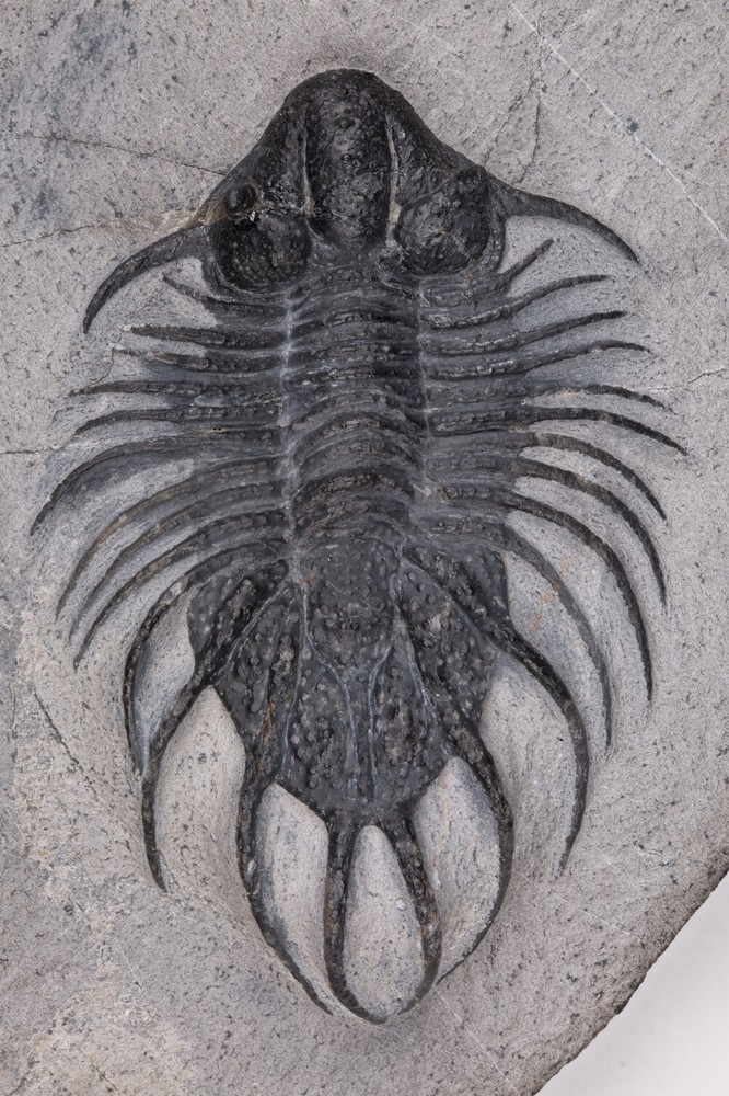 Acanthopyge trilobite