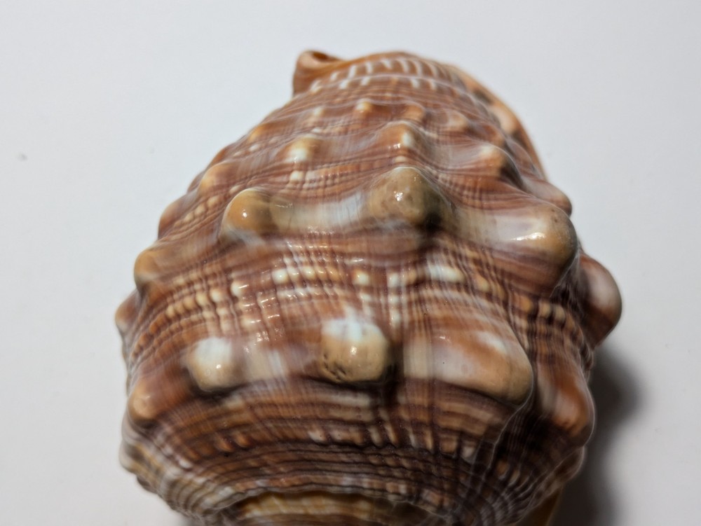Cassis Glaucum Bonnet Shell