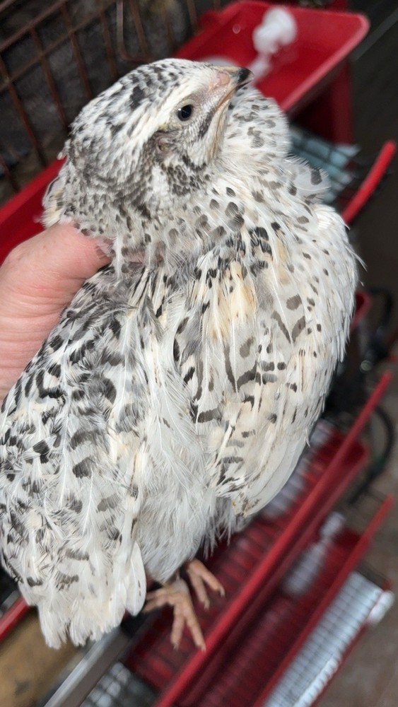 Coturnix hatching eggs unique colors 15 hatching eggs