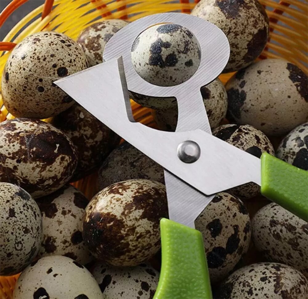 Stainless Steel Quail Egg Scissors Eggshell Opening Divider Scissors Lot