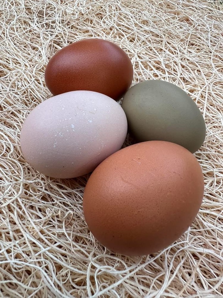 CHASING THE RAINBOW - 12 Olive Egger Hatching Eggs NPIP Certified, AI clean