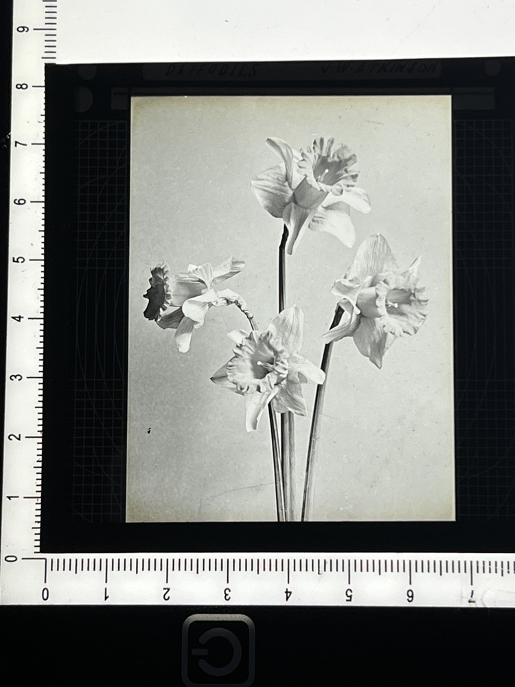 Magic Lantern Slide still life daffodil 🌼