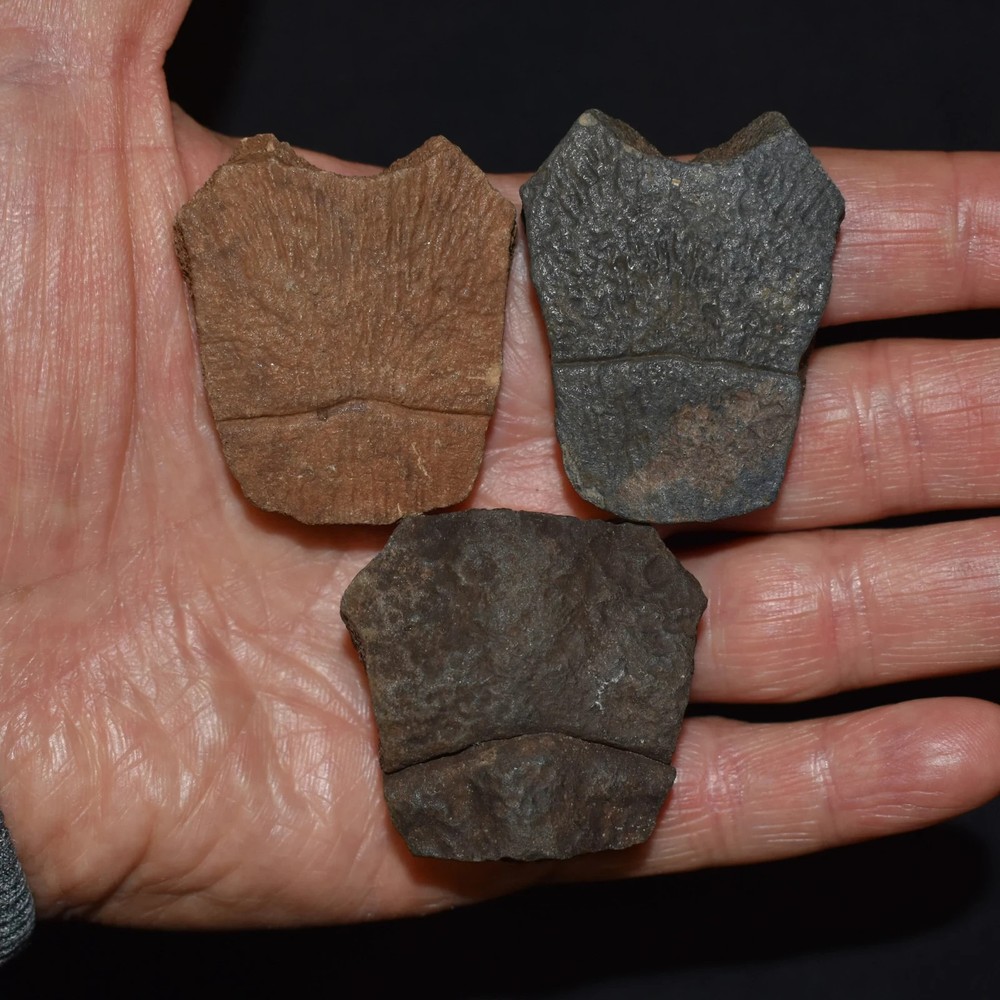 Set of Three Fossi Turtle Shell Elements (top shell pieces)